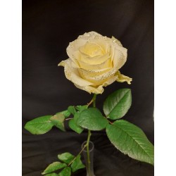 NOEL ROSE PIECE BLANCHE 70...