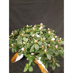 NOEL AZALEE DIAMETRE 40 CM...