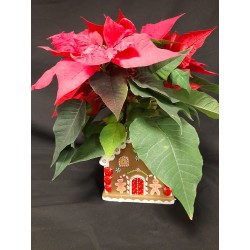 NOEL POINSETTIA POT DE 13...