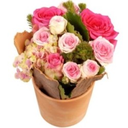 SWEET ROSE