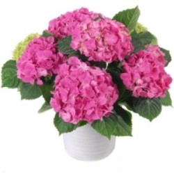 HORTENSIA ROSE