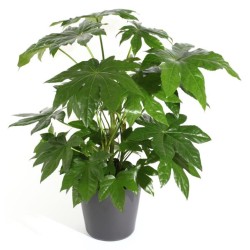 RENTREE DES PLANTES VERTES...