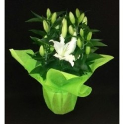 LYS ORIENTAL 5 PIEDS POT DE 19 CM BLANC AVEC COLERETTE FIBRE
