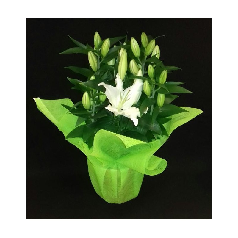 LYS ORIENTAL 5 PIEDS POT DE 19 CM BLANC AVEC COLERETTE FIBRE