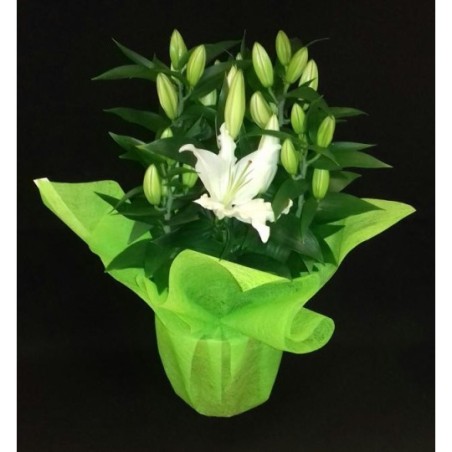 LYS ORIENTAL 5 PIEDS POT DE 19 CM BLANC AVEC COLERETTE FIBRE