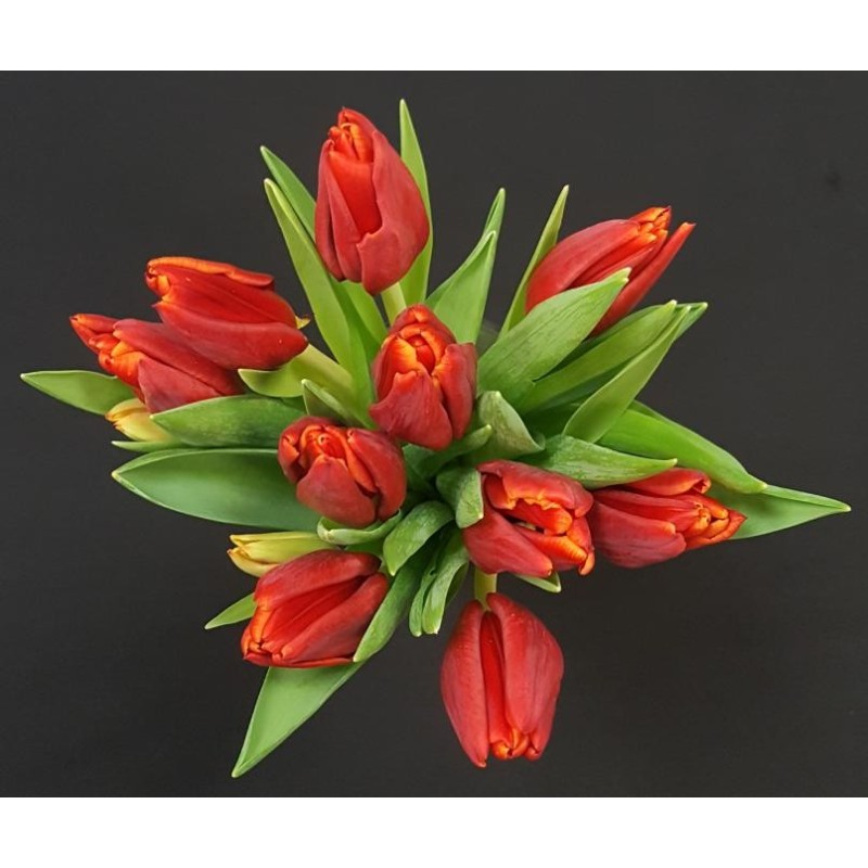 JULIE TULIPES ROUGES PAR 10 TIGES