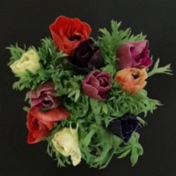 BOUQUET PROMOTION 10 ANEMONES VARIEES (5 TIGES ACHETEES 