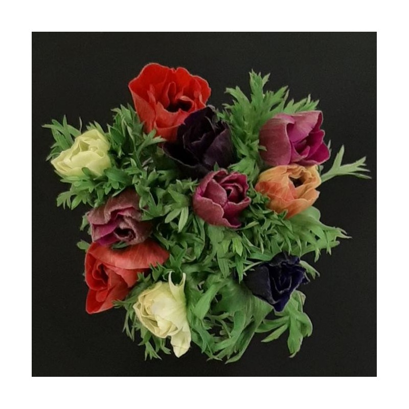 BOUQUET PROMOTION 10 ANEMONES VARIEES (5 TIGES ACHETEES 