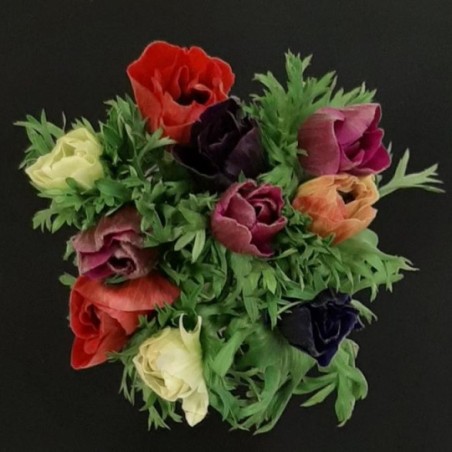 BOUQUET PROMOTION 10 ANEMONES VARIEES (5 TIGES ACHETEES 