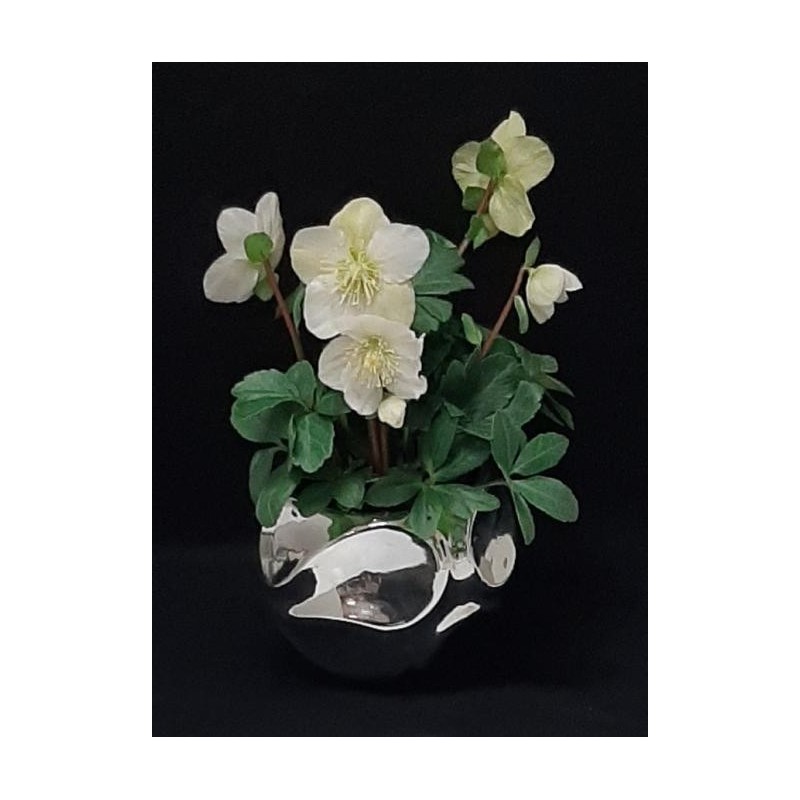 PLANTE HELLEBORE POT DE 12 CM AVEC CACHE POT ZINC