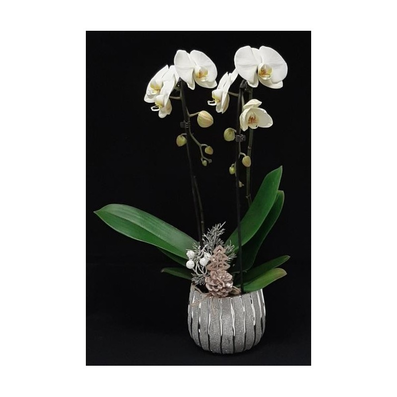 ORCHIDEE 2 BRANCHES COLORIS VARIES POT DE 12 CM AVEC CACHE POT NOEL NON CONTRACTUEL