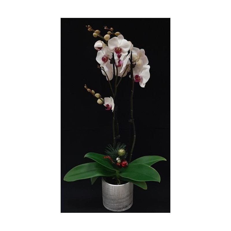 ORCHIDEE 2 BRANCHES COLORIS VARIES POT DE 12 CM AVEC CERAMIQUE NOEL