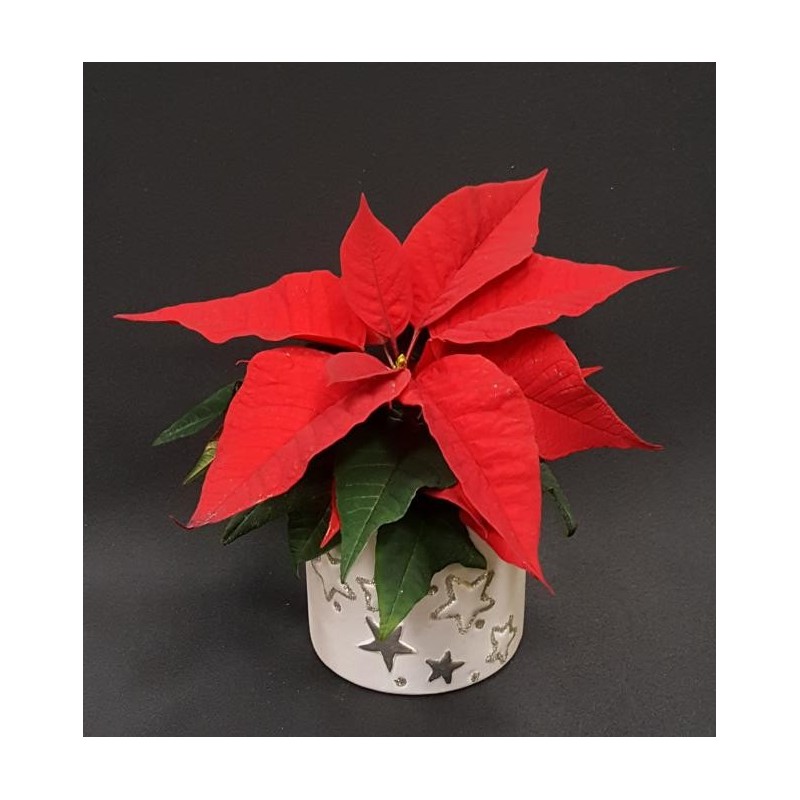 MICRO POINSETTIA POT 6 CM ET CACHE POT CERAMIQUE NOEL