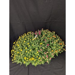 MULTIFLEURS JARDINIERES...