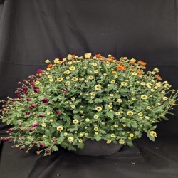 COUPE MULTIFLEURS CARNAVAL...
