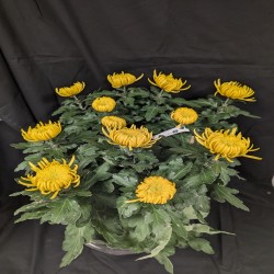 CHRYSANTHEME ORCHESTRA...