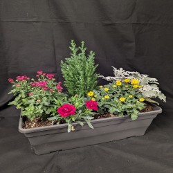JARDINIERES VARIES 5 PLANTES