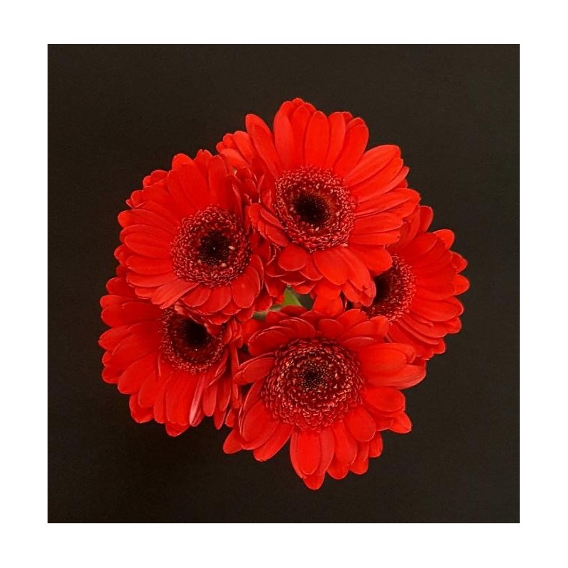 BOUQUET FETE BLACK FRIDAY 5 TIGES COMPOSE DE 5 GERMINIS ROUGES