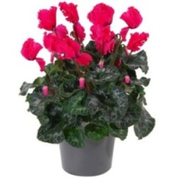 CYCLAMEN FUCHSIA