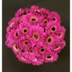 GERMINI FUSHIA BOUQUET 25 TIGES