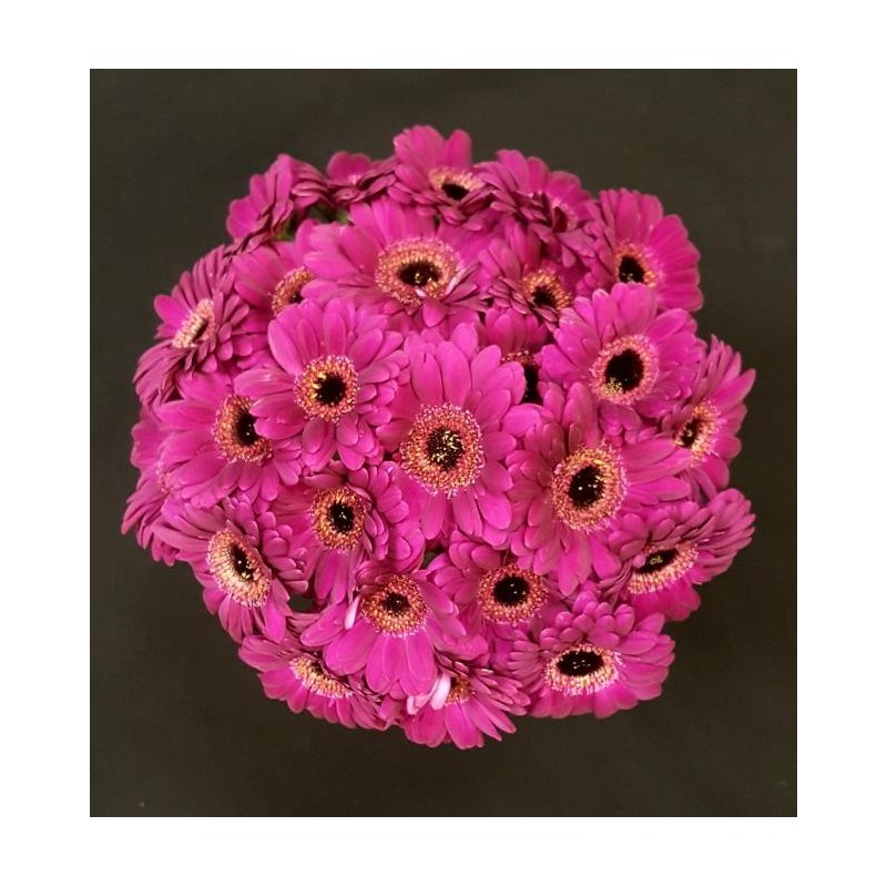 GERMINI FUSHIA BOUQUET 25 TIGES
