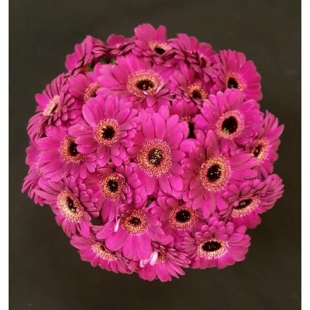 GERMINI FUSHIA BOUQUET 25 TIGES GERMINI FUSHIA BOUQUET 25 TIGES