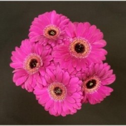 GERMINI FUSHIA 5 TIGES