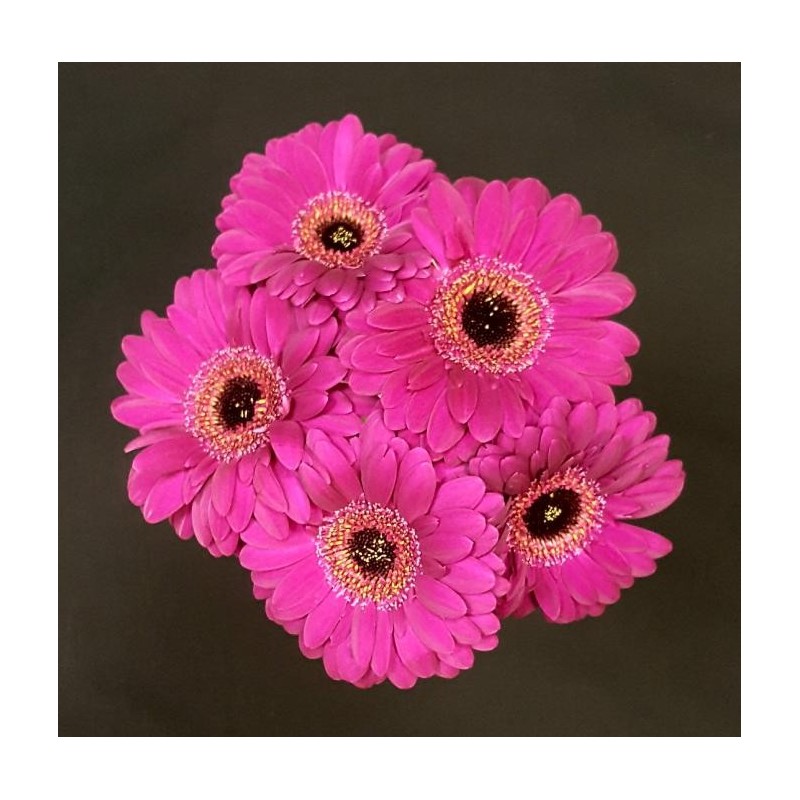 GERMINI FUSHIA 5 TIGES