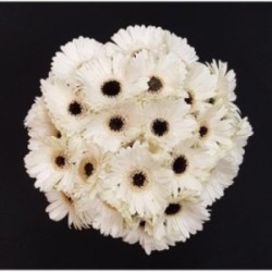 GERMINI BLANC BOUQUET 25 TIGES