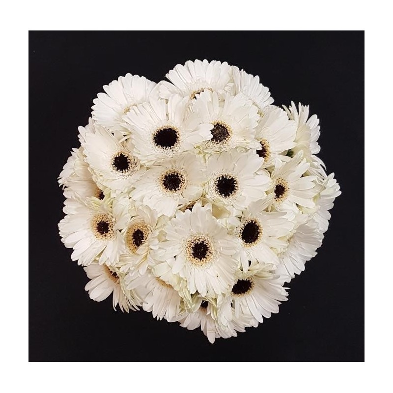 GERMINI BLANC BOUQUET 25 TIGES