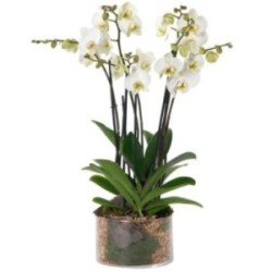 ORCHIDEE BLANCHE 4 BRANCHES