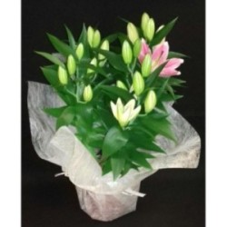 LYS ORIENTAL 5 PIEDS POT DE 19 CM ROSE AVEC COLERETTE FIBRE