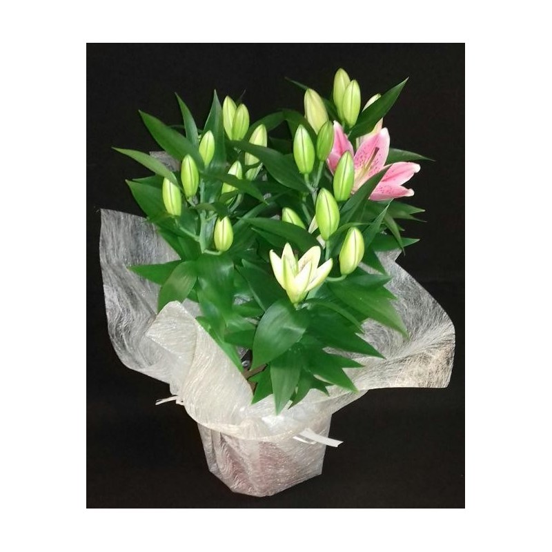 LYS ORIENTAL 5 PIEDS POT DE 19 CM ROSE AVEC COLERETTE FIBRE