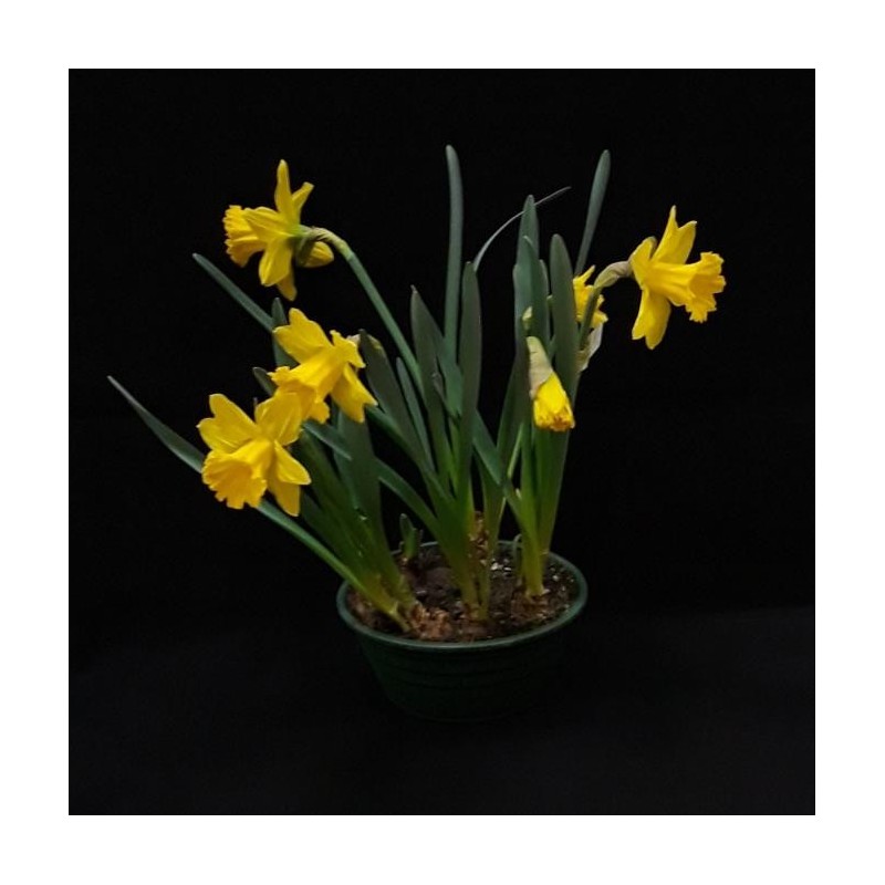 JUSTINE FETE DE PAQUES COUPE DE JONQUILLES 23 CM