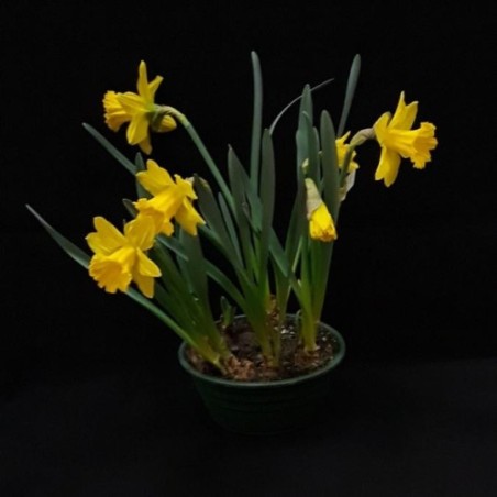 JUSTINE FETE DE PAQUES COUPE DE JONQUILLES 23 CM