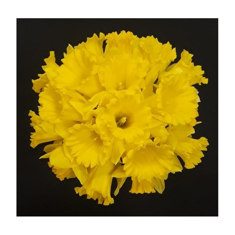 BOUQUET PROMOTION 20 JONQUILLES (10 TIGES ACHETEES 
