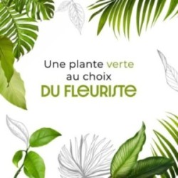 PLANTE VERTE AU CHOIX DU...