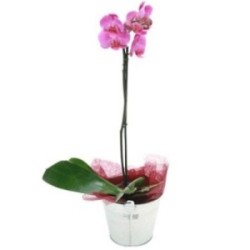 ORCHIDEE FUCHSIA 1 BRANCHE