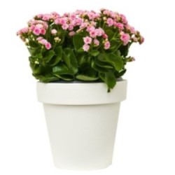 KALANCHOE ROSE