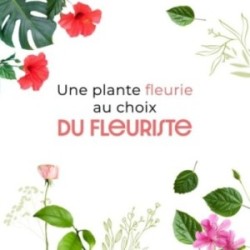 PLANTE FLEURIE AU CHOIX DU...