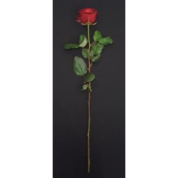 ROSE ROUGE 70CM