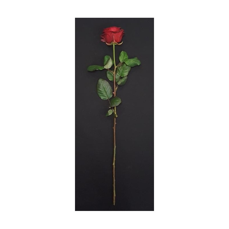 ROSE ROUGE 70CM
