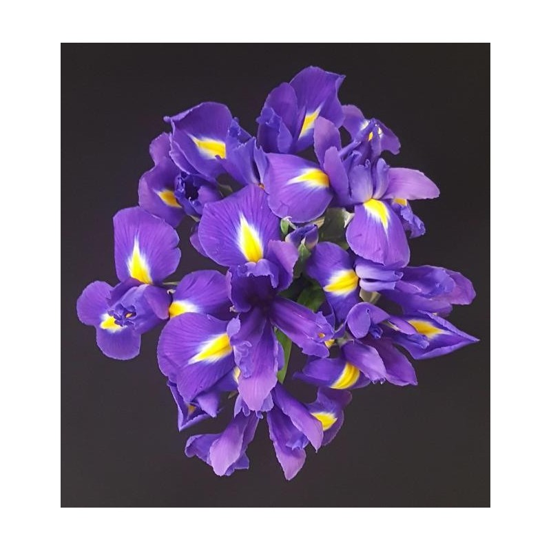 BOUQUET PROMOTION IRIS BLEU PAR 10 (5 TIGES ACHETEES 