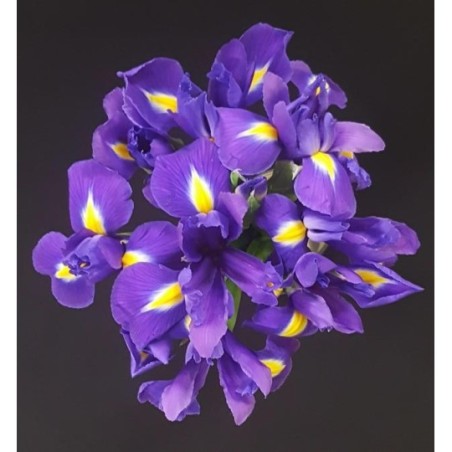 BOUQUET PROMOTION IRIS BLEU PAR 10 (5 TIGES ACHETEES 