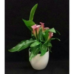 CALLA TOUTES COULEURS 40 A 45 CM DE HAUTEUR AVEC POT CERAMIQUE DIAMETRE 14 CM