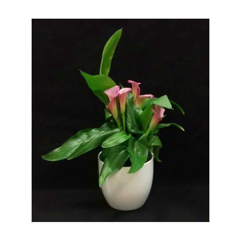 CALLA TOUTES COULEURS 40 A 45 CM DE HAUTEUR AVEC POT CERAMIQUE DIAMETRE 14 CM