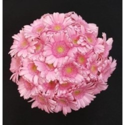 GERMINI ROSE BOUQUET 25 TIGES