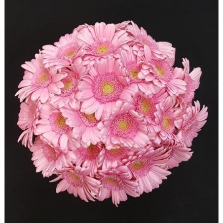 GERMINI ROSE BOUQUET 25 TIGES GERMINI ROSE BOUQUET 25 TIGES