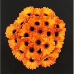 GERMINI ORANGE BOUQUET 25 TIGES