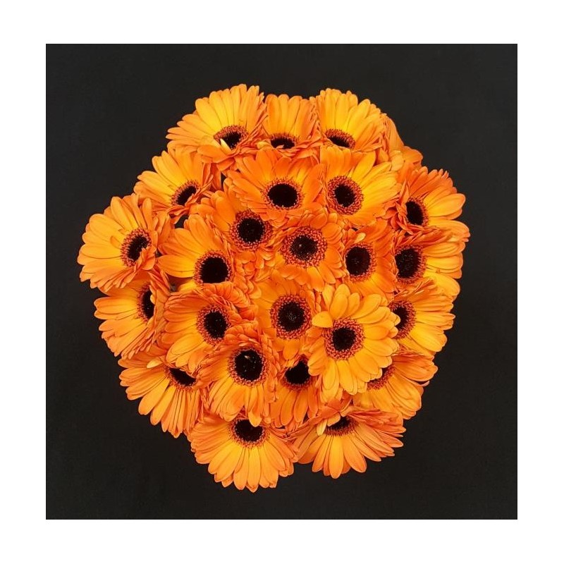 GERMINI ORANGE BOUQUET 25 TIGES